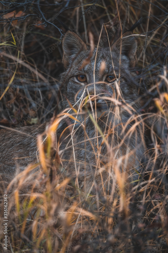 Lynx Hiding in grass Lynx Hiding in grass