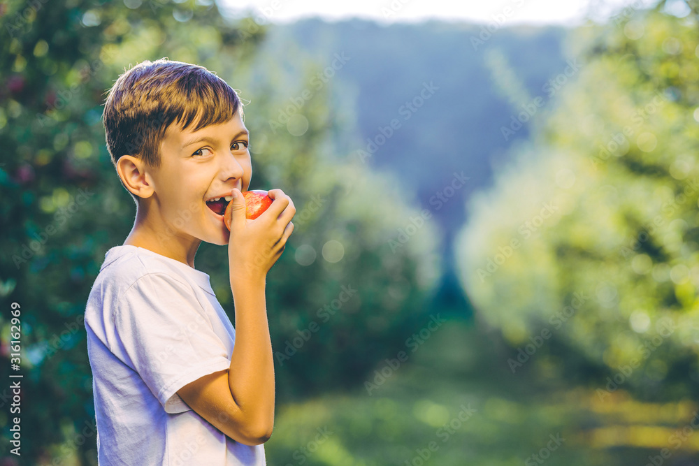 Fototapeta premium Shot of healthy kid in fruit orchard tasting an apple, looking at the camera as if saying everyone to eat eco food.