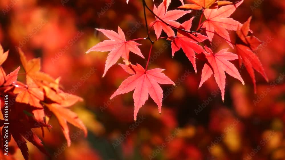 立田山の紅葉 立田山の紅葉