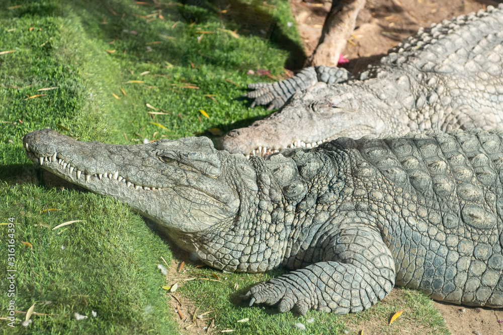 the rest of crocodile the rest of crocodile