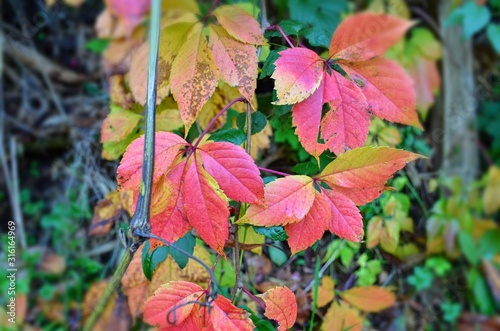 natural background of red autumn leaves on a tree branch, with blur effect, at the edges