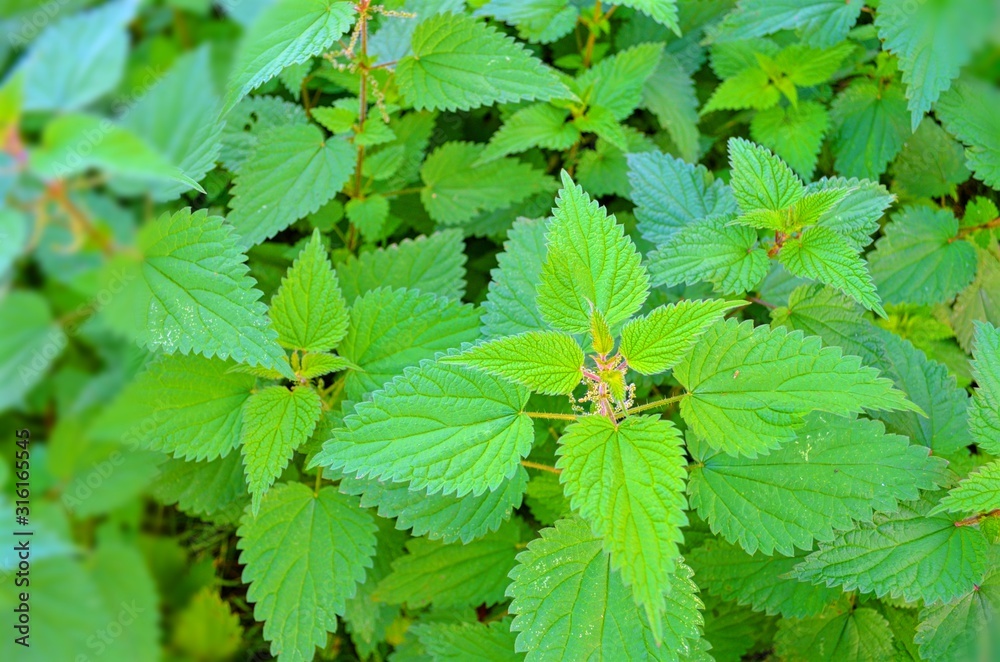 background of green thickets of leaves of forest nettle