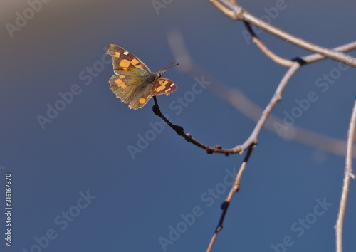 Libythea celtis, Lime Butterfly photo