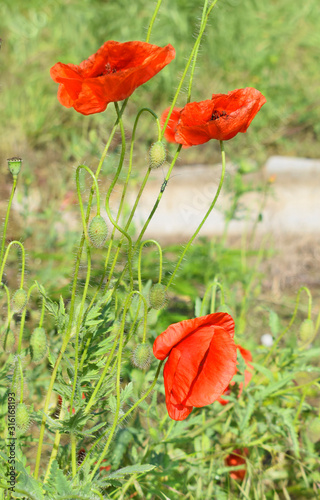 Red poppies in a sunny day against a natural background.