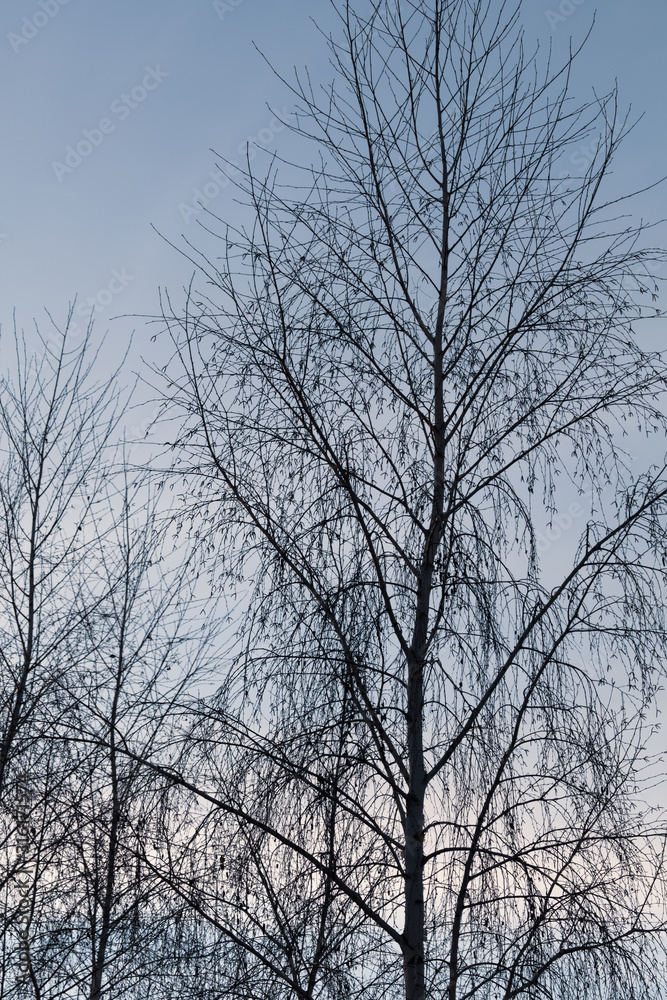 Tree branches on a sunset background Tree branches on a sunset background