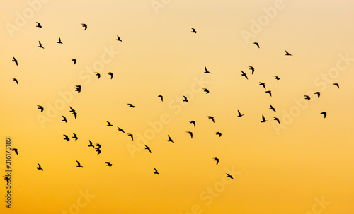 A flock of birds at dawn © schankz