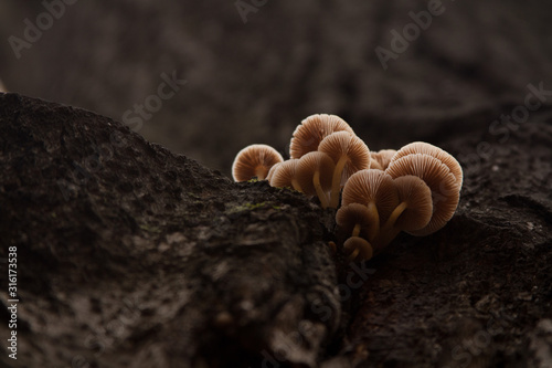 Mushroom growing on a tree