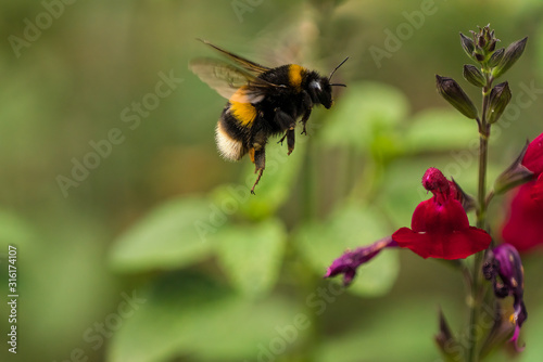 Leinwand Poster Buff-tailed Bumblebee (Bombus terrestris) in flight