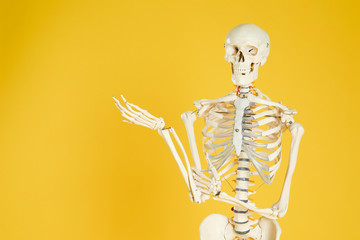 Artificial human skeleton model on yellow background. Space for text