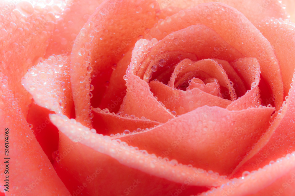 Close-up of a beautiful red Rose (Rosaceae) with water drops. Close-up of a beautiful red Rose (Rosaceae) with water drops.