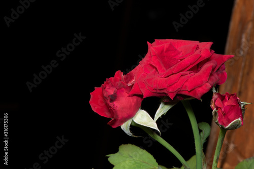 Rose red flower Isolated from a black background.
