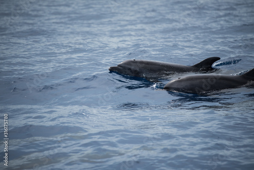 Dolphin in Reunion Island
