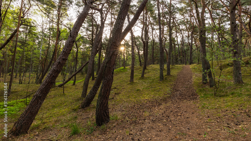 Path among forest, beautiful green wallpaper. Path among forest, beautiful green wallpaper.