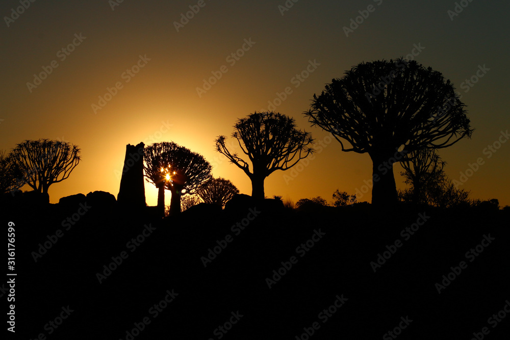 Quilver Tree Forrest Quilver Tree Forrest