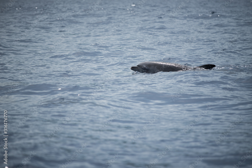 Fototapeta premium Dolphin in Reunion Island