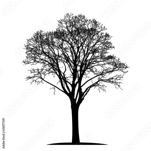 silhouette of a natural old linden tree without leaves © busurman