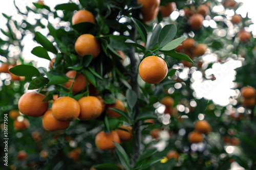 Citrus Japonica (mandarin) in the traditional Tet holiday (Lunar new year) in Vietnam, Asia