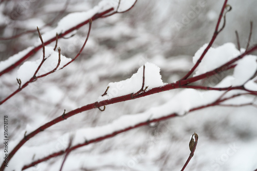 snow is lying on a red tree branch in the forest