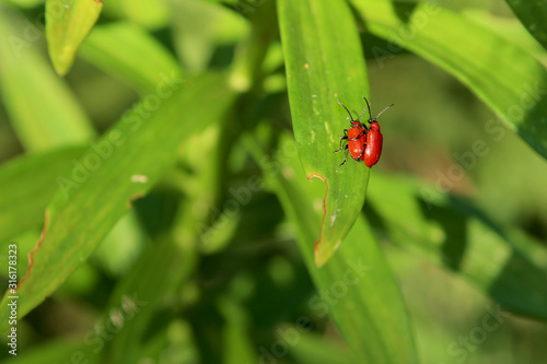 Photo of red beetles during mating on a Lily leaf, called Onion rattle.