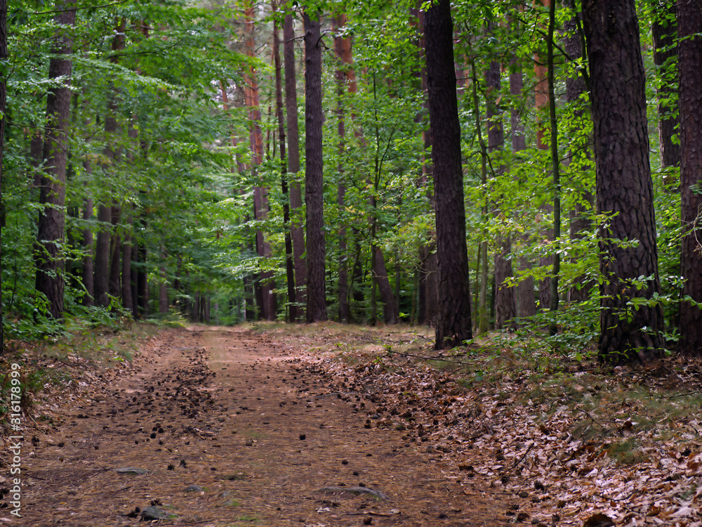 Fototapeta premium woodland - all colors of forest