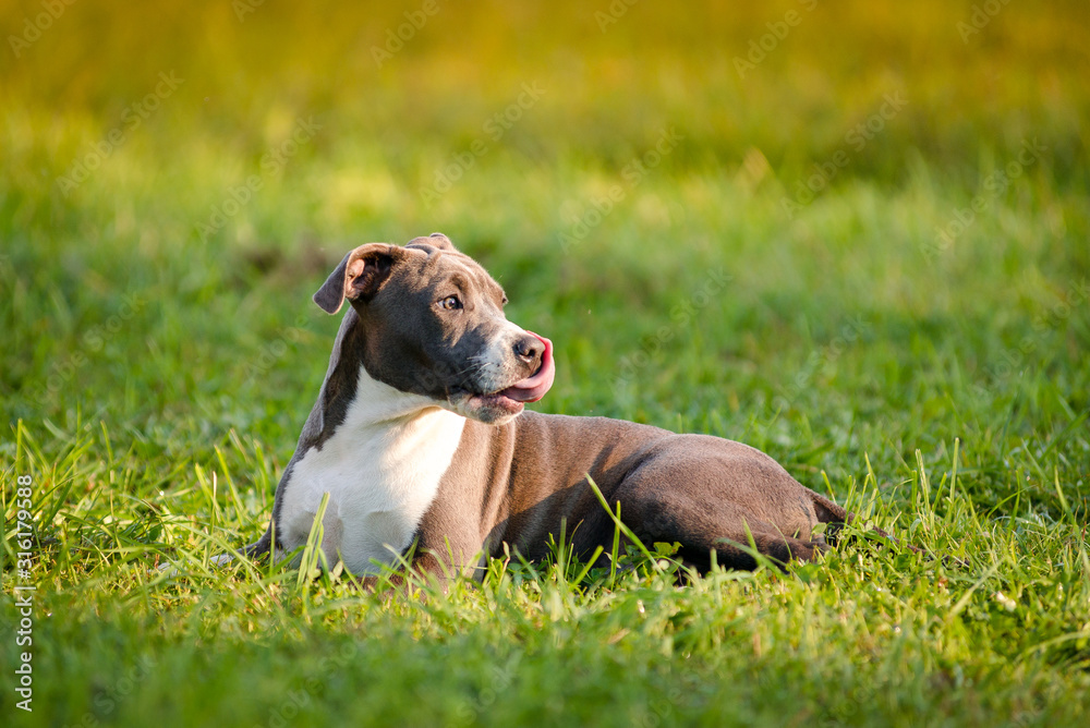 puppy staffordshire terrier walks in the park in autumn puppy staffordshire terrier walks in the park in autumn