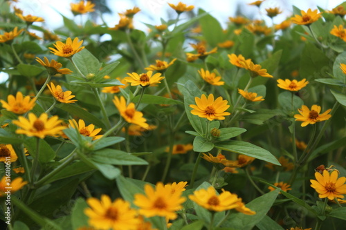 A view of yellow flowers in bloom at day