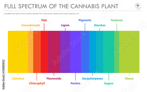 Full Spectrum of the Cannabis Plant horizontal business infographic illustration about cannabis as herbal alternative medicine and chemical therapy, healthcare and medical science vector.