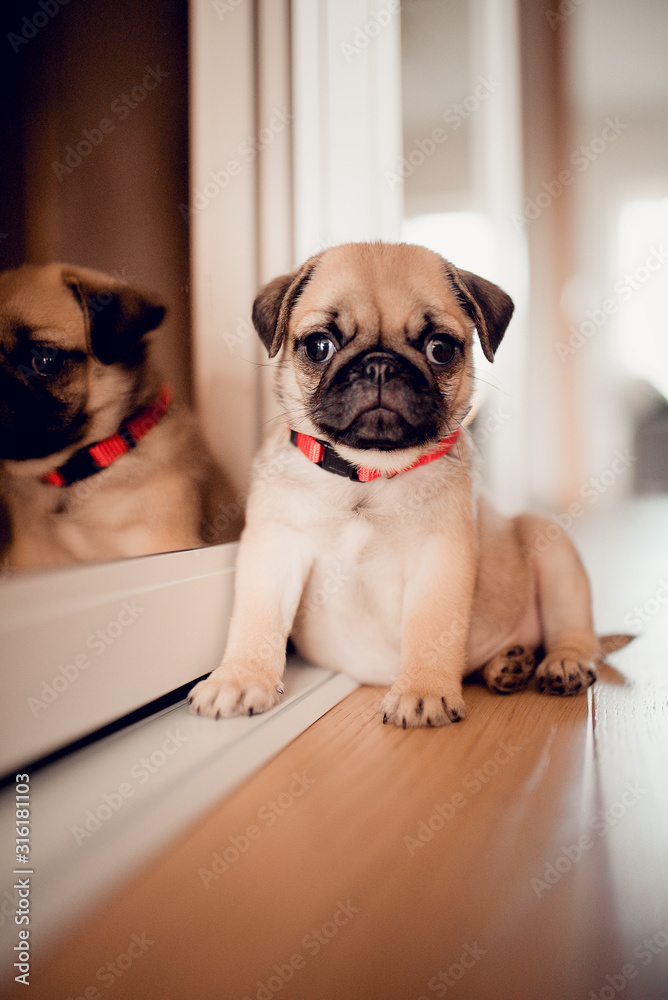 Lovely funny baby female puppy pug dog in home. Stock Photo