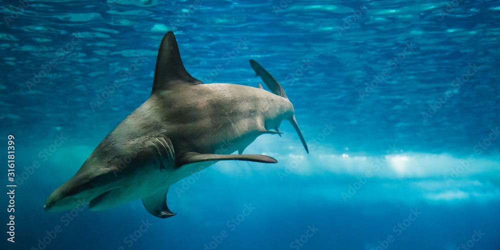 Shark Swimming In The Giant Aquarium Of The Lisbon Oceanarium Stock shark-swimming-in-the-giant-aquarium-of-the-lisbon-oceanarium-stock