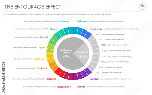 The Entourage Effect Proportion horizontal business infographic illustration about cannabis as herbal alternative medicine and chemical therapy, healthcare and medical science vector.