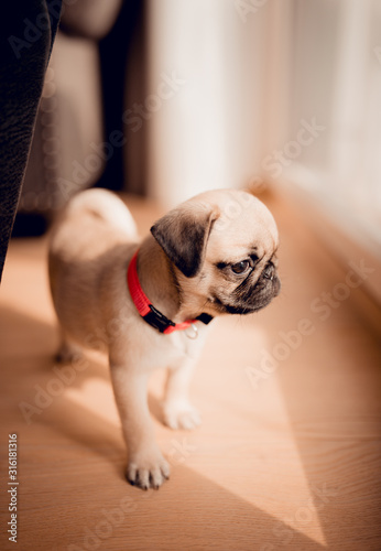 New born lovely pug dog in home. Portrait of funny female Pug puppy dog.