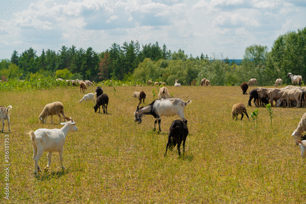 Obraz premium Goats and sheep flock peacefully feeding in meadow on sunny day. Agriculture concept, color image, close up