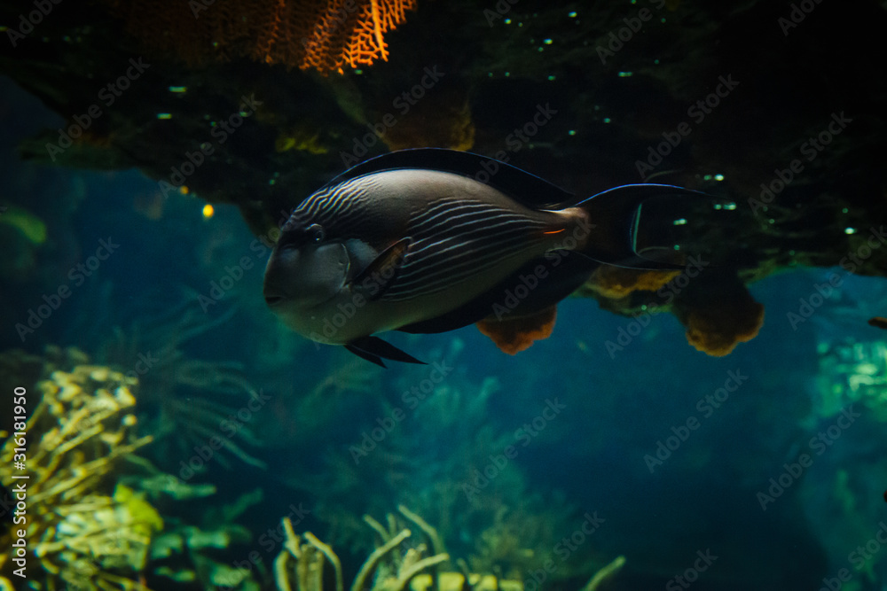 Fototapeta premium Sohal surgeonfish swimming in the Lisbon Oceanarium