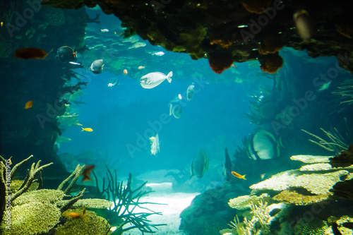Fototapeta Naklejka Na Ścianę i Meble -  fishes swimming in a giant aquarium