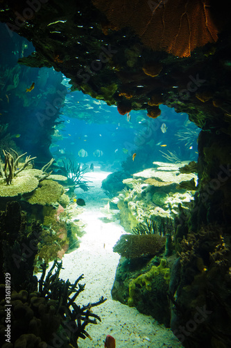 fishes swimming in a giant aquarium