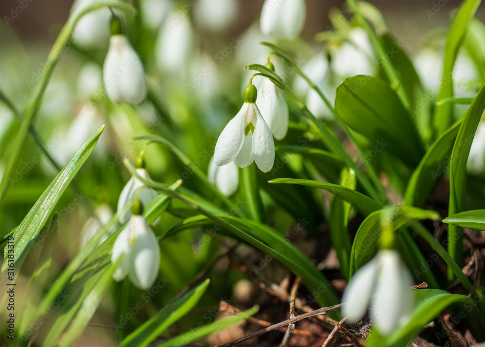 Beautifull first flowers snowdrops in spring forest Beautifull first flowers snowdrops in spring forest