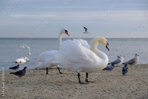 Pair of swans with rings on legs, among seagulls and pigeons on the beach in Sopot, near the pier on the Baltic Sea, Poland