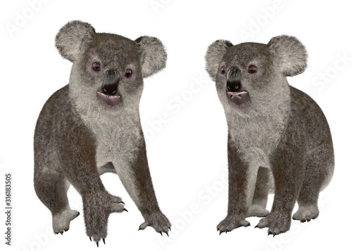 Photography Sitting and running pose of koala bear on white background isolated ready to cut