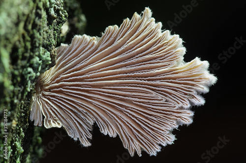 Schizophyllum commune, known as split gill or splitgill mushroom, wild medicinal fungus from Finland photo