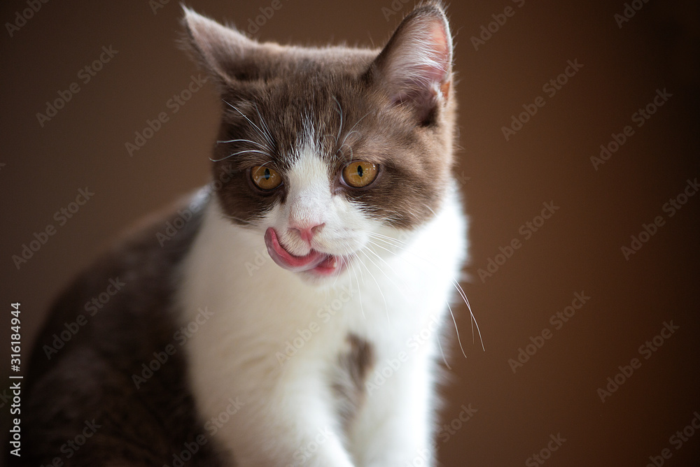 British Short hair cat with bright yellow eyes licking with tongue isolated on brown background