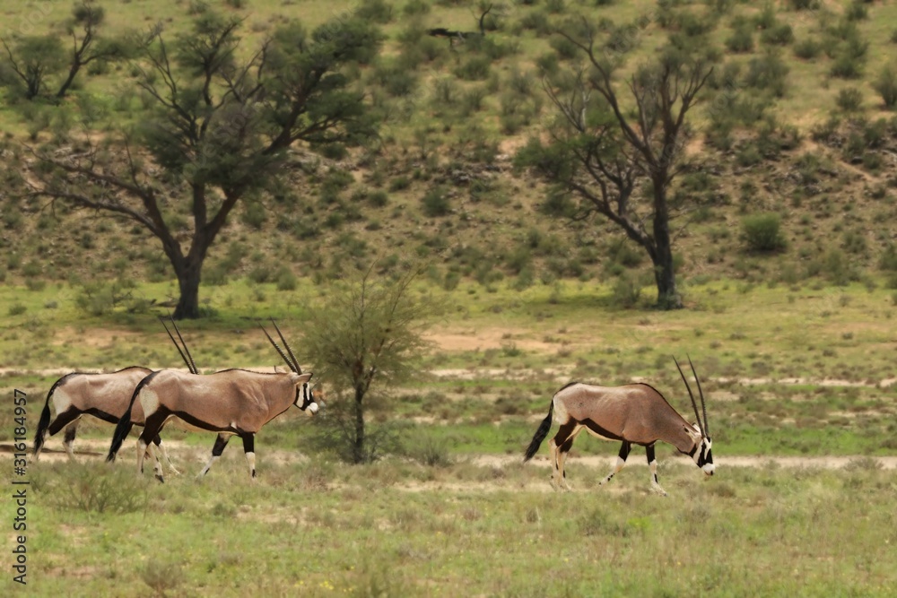 Fototapeta premium Herd of Gemsboks (Oryx gazela) staying in the green grass.