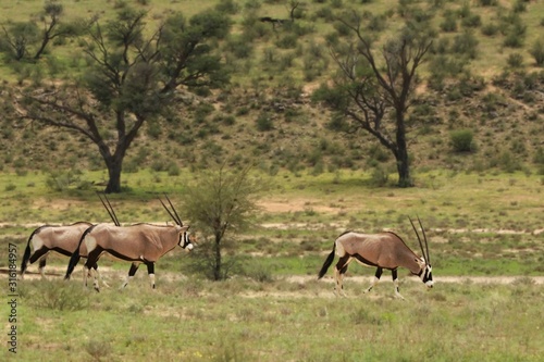 Herd of Gemsboks  Oryx gazela  staying in the green grass.