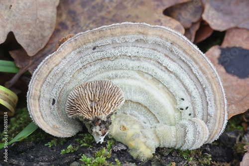 Trametes betulina known as gilled polypore, birch mazegill or multicolor gill polypore, fungus with imortant medicinal properties from Finland