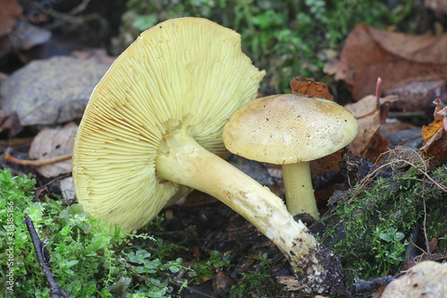 Tricholoma frondosae (Tricholoma equestre var. populinum), known as man on horseback or yellow knight, wild fungus from Finland