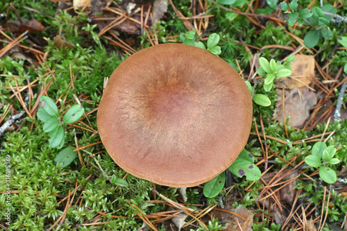 Cortinarius armillatus, known as the red-banded cortinarius, wild mushrooms from Finland