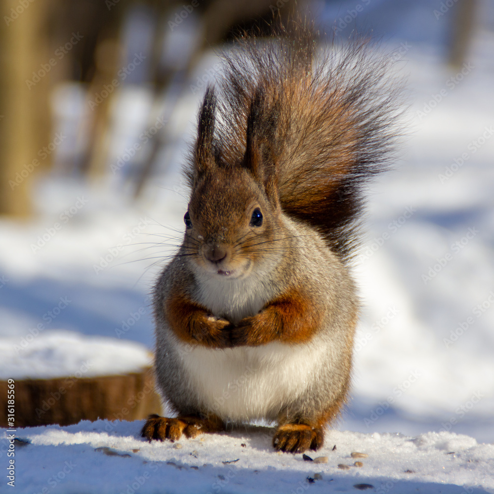 red squirrel in the National Park Elk Island red squirrel in the National Park Elk Island