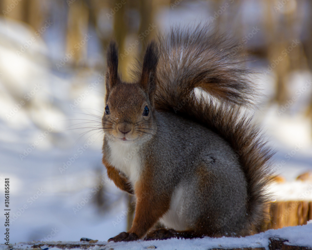 red squirrel in the National Park Elk Island