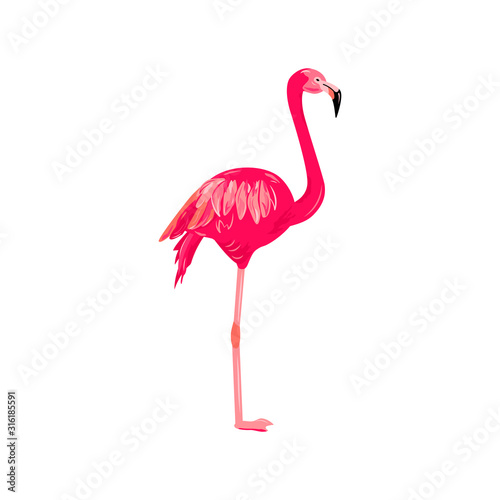 Pink flamingo vector illustration. Design element isolated on white background.