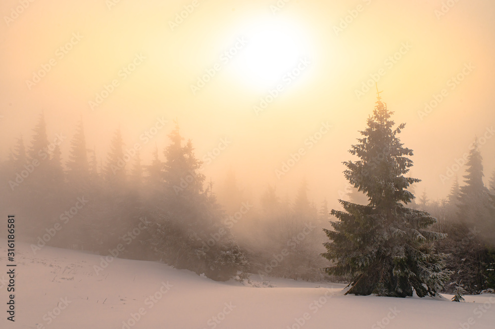 Winter misty nature, orange sunrise sun, Christmas time