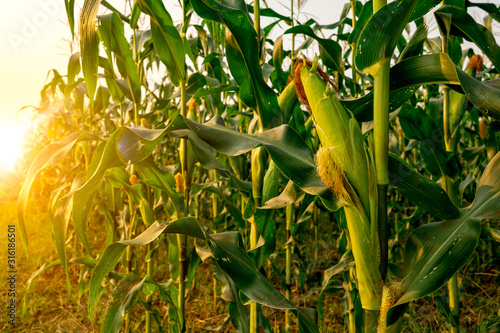 Corn or miaze field garden agriculture in countryside